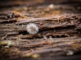 Kugelspringer (Sminthuridae, Collembola) von dem erst kürzlich entdeckten Pilz Pandora batellata parasitiert. Kugelspringer sind sehr klein, sie werden nur 0,5 bis 2 mm groß.